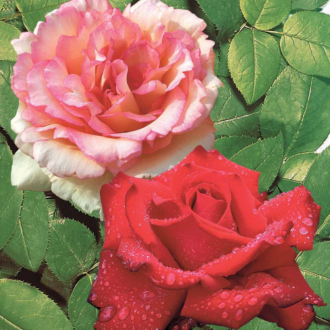 2 Rosiers buissons résistants aux maladies - Rosa Grande Amore, Souvenir de Baden Baden - Plantes