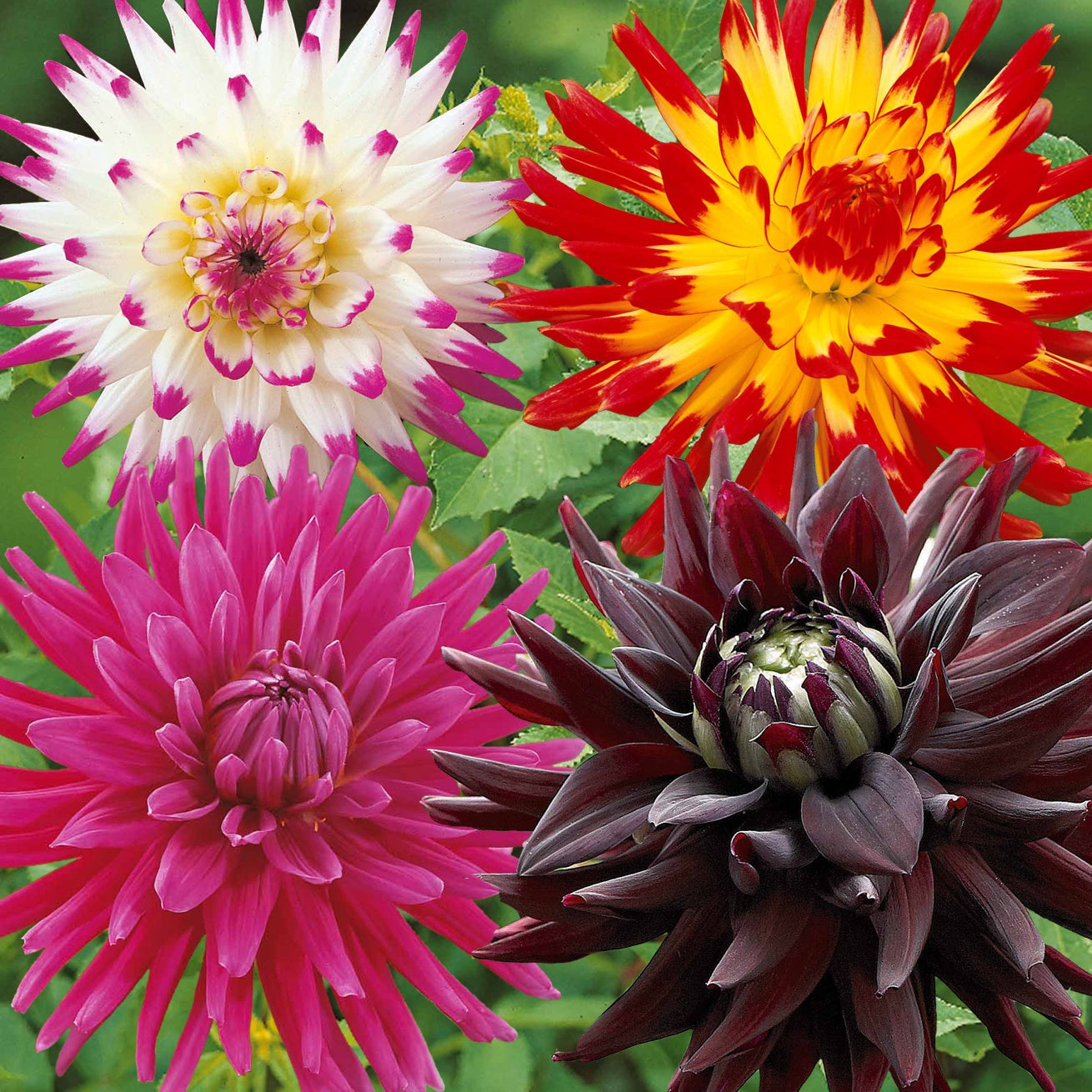 8 Dahlias cactus en mélange - Dahlia 'haley jane', 'purple gem', 'oiseau de feu' - Bulbes à fleurs