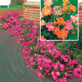 Collection de 6 Rosiers couvre-sols - Willemse