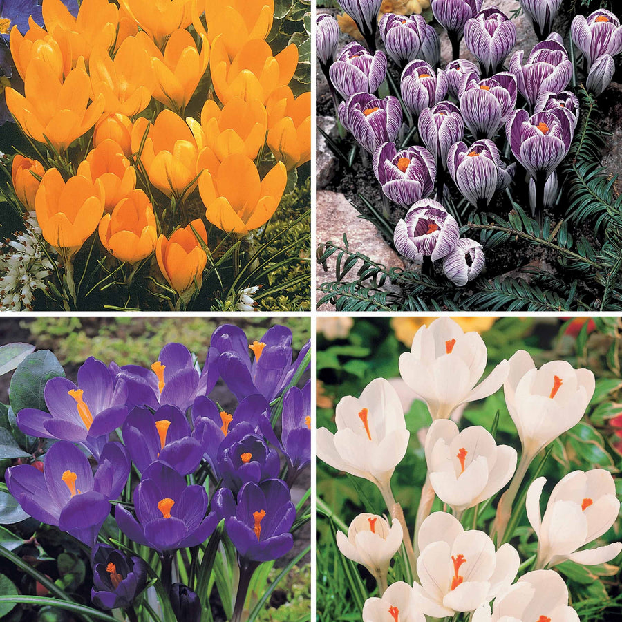 Crocus | Achat, Vente en ligne - Willemse