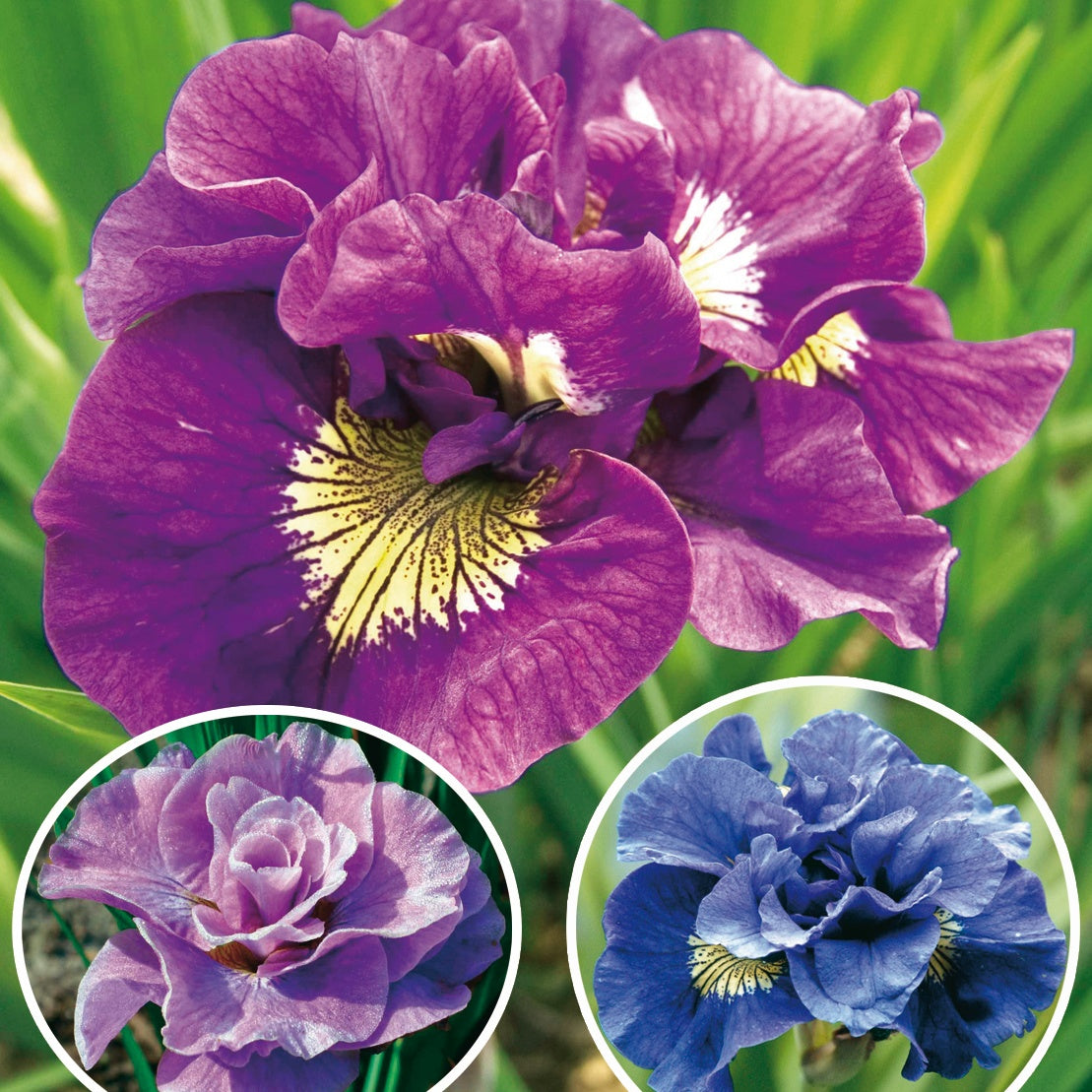 Collection d'Iris de Sibérie - Iris sibirica Double Standard,  Concord Crush,  Pink Parfait - Plantes