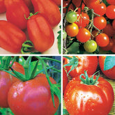 Collection de Tomates - Collection 4 tomates : Rose de Berne, Roma, Merveille des marchés, Sw - Potager