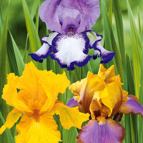 Collection d'Iris de jardin : Lasso, Bordure, Sangreal - Iris germanica  (2 lasso, 2 bordure, 2 sangreal) - Plantes