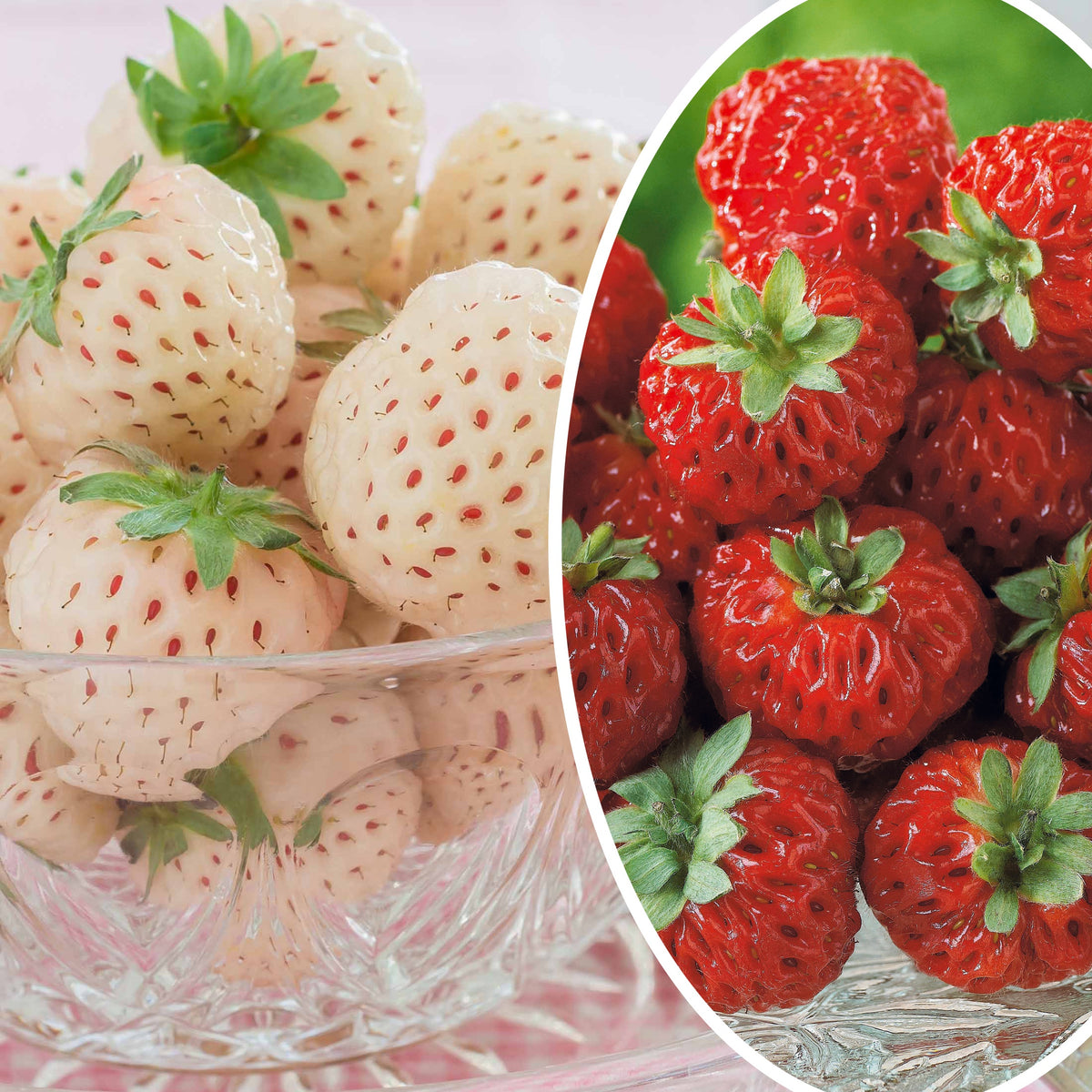 Collection de 4 fraisiers originaux - Fragaria pineberry ® framberry ® - Plantes