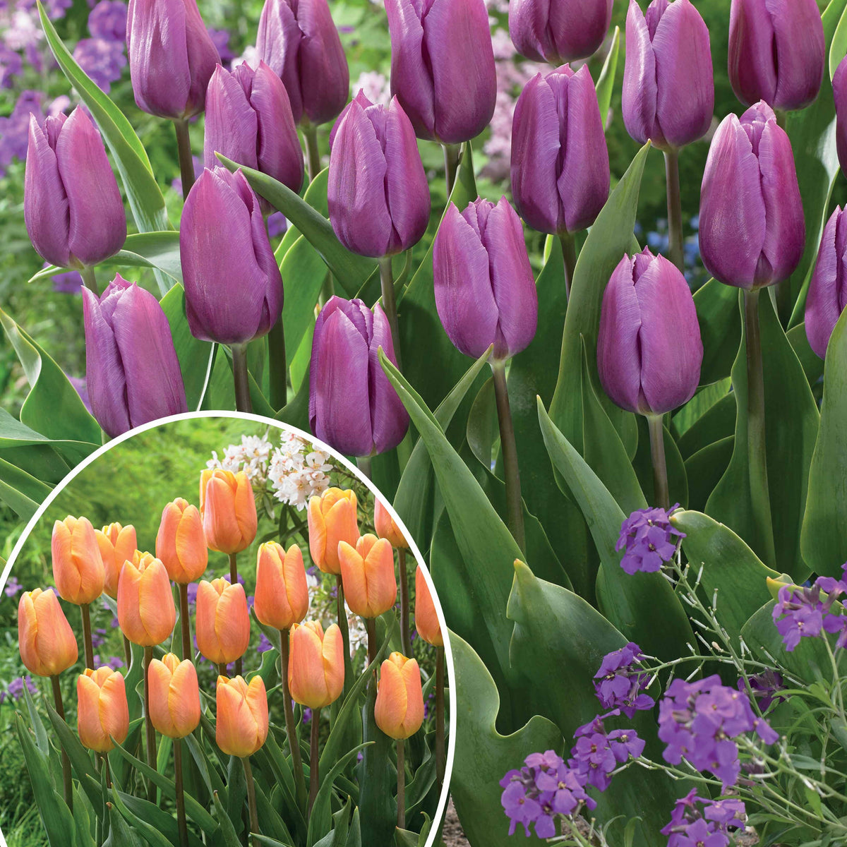 Collection de 20 Tulipes triomphe  Bellville et Blue Beauty - Tulipa triompe (bellville , blue beauty) - Plantes