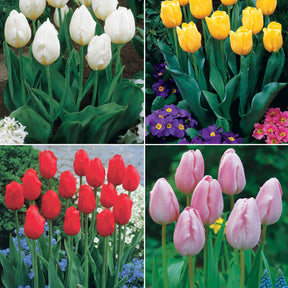 Collection de 20 Tulipes à longues tiges - Tulipa - Plantes