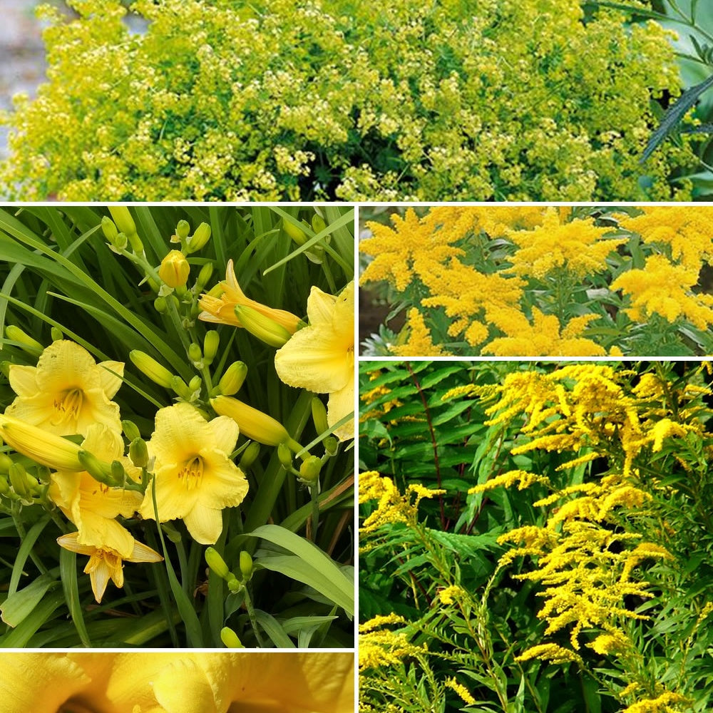 Collection de plantes vivaces à floraison jaune - Solidago luteus, alchemilla mollis, hemerocallis stella de oro - Plantes