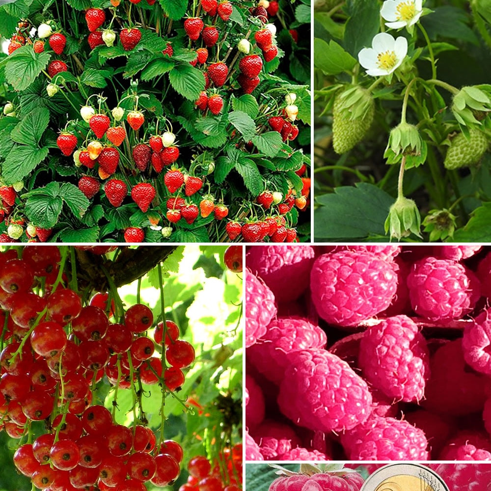 Collection de Fruitiers à fruits rouges - Rubus idaeus 'sumo 2', ribes rubrum 'rovada', frag - Plantes