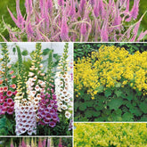 Collection de 9 plantes vivaces pour la mi-ombre - Veronicastrum virginicum, digitalis purpurea, alchemilla mollis - Plantes