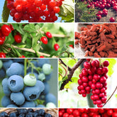 Collection de 4 arbustes à fruits vitaminés - Vaccinium corymbosum, lycium barbarum, vaccinum macrocarpon, schisandra chinensis - Plantes