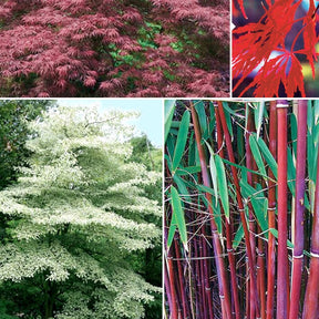 Collection de 3 arbustes pour jardin japonais - Fargesia scabrida, cornus controversa, acer palmat - Plantes