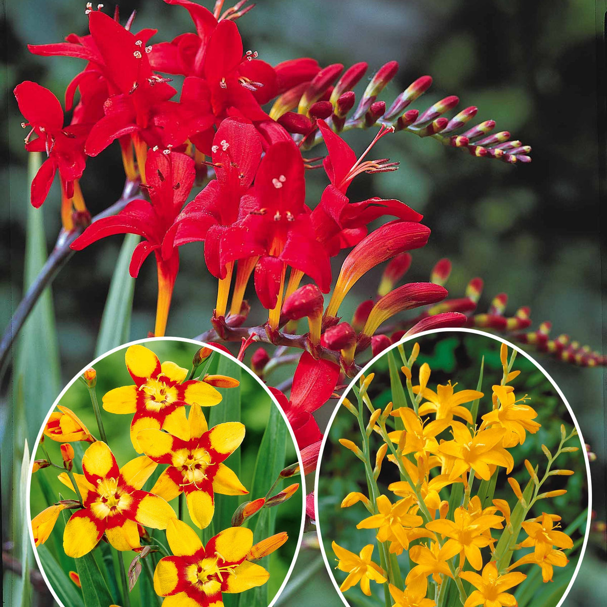 Collection de 45 Crocosmias (15 bicolores + 15 rouges + 15 jaunes) - Willemse