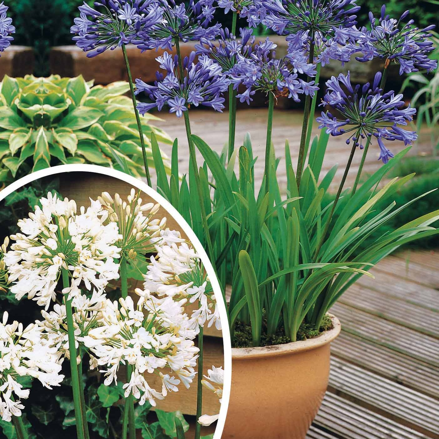 Collection 5 agapanthes (3 bleues. 2 blanches) - Agapanthus umbellatus, polar ice - Willemse