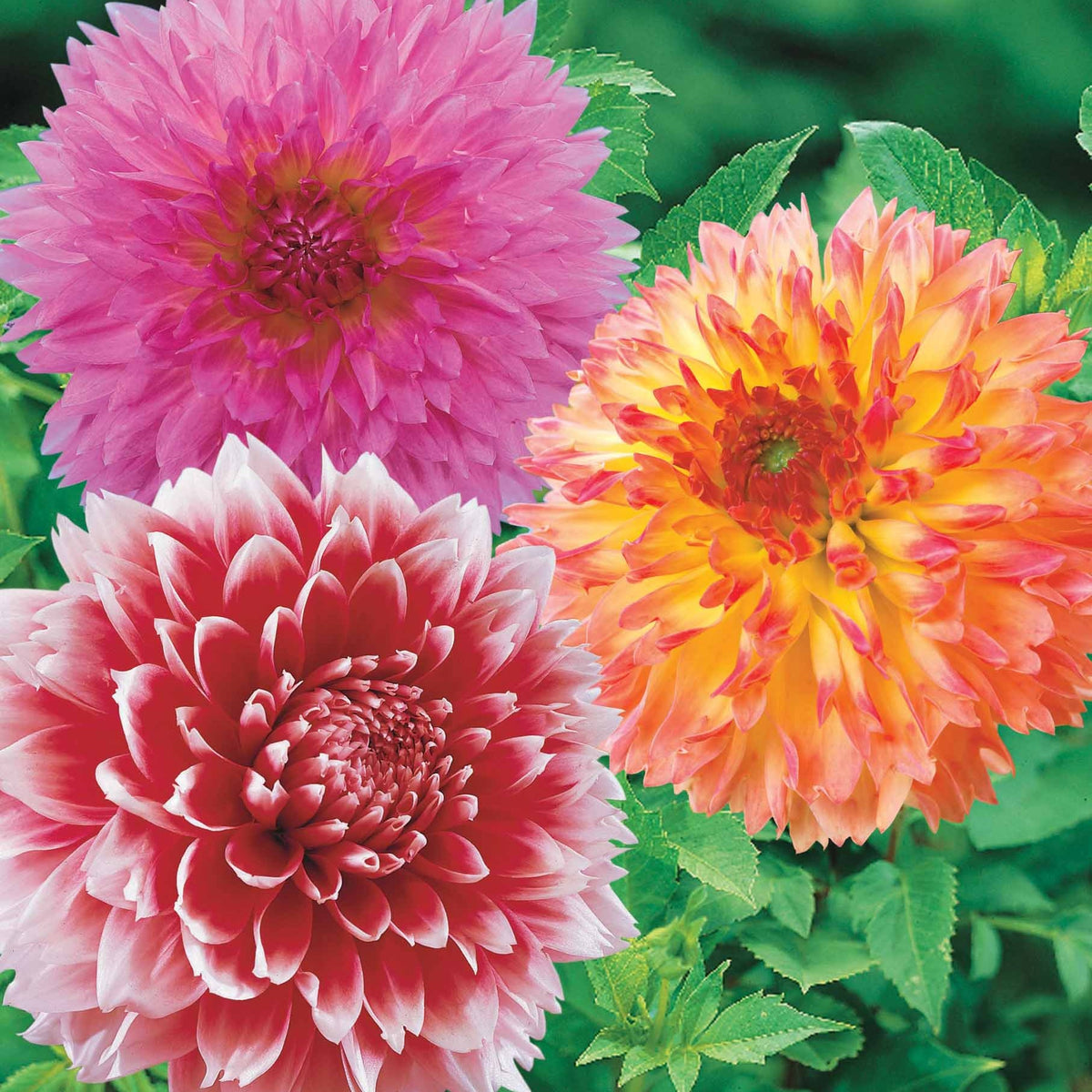 Coll. 9 dahlias décoratifs (3 Puerto Rico, 3 Sakura Fubuki, 3 Fubuki rouge/blanc - Willemse