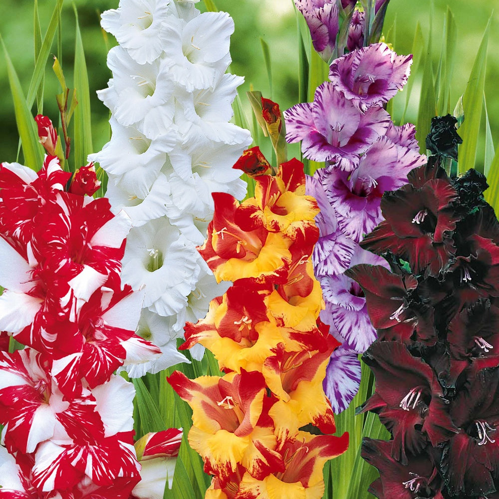 Collection de Glaïeuls - Gladiolus 'zizanie', 'stéréo', 'belle de nuit', 'p - Plantes