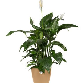 Elho Cache-pot Brussels rond brun cookie -  - Willemse