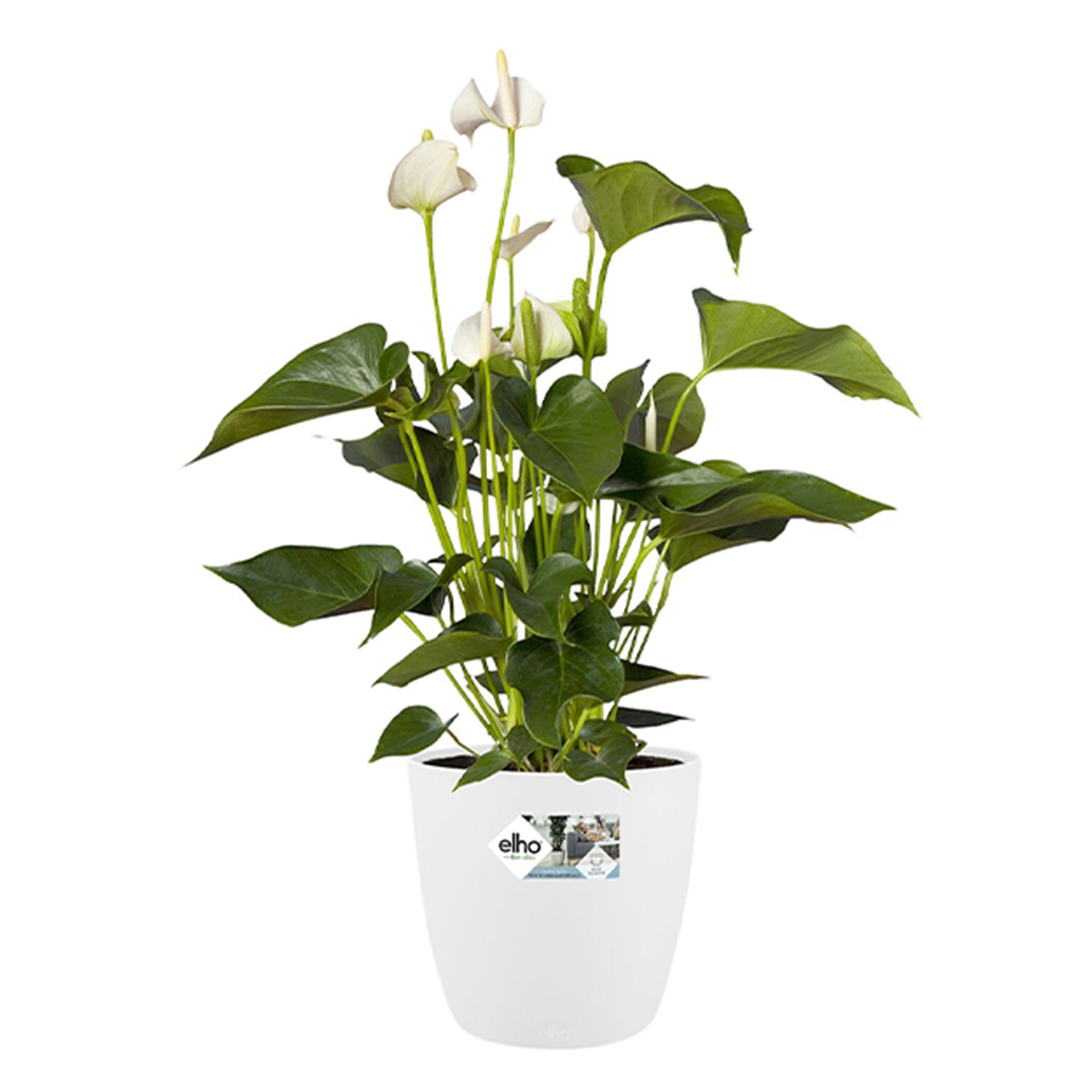 Vente Cache-pot Brussels Round blanc ELHO - Cache-pots & Pots