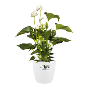 Vente Cache-pot Brussels Round blanc ELHO - Cache-pots & Pots