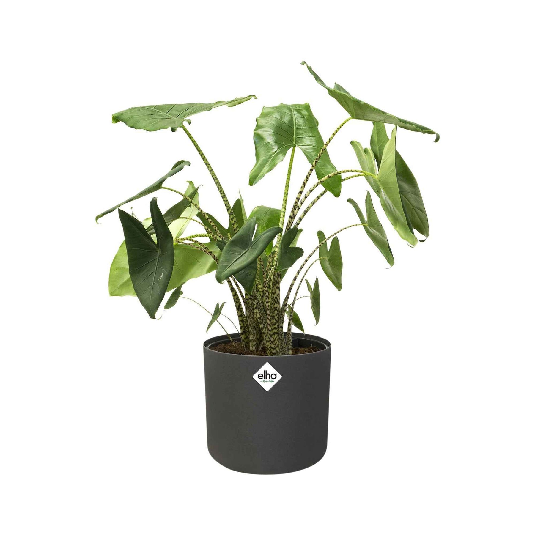 Elho Cache-pot B for soft rond anthracite - Pots et contenants pour cultiver vos plantes