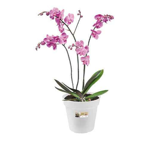 Elho Pot pour orchidée - Plantes
