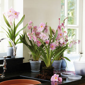 Elho Pot pour orchidée