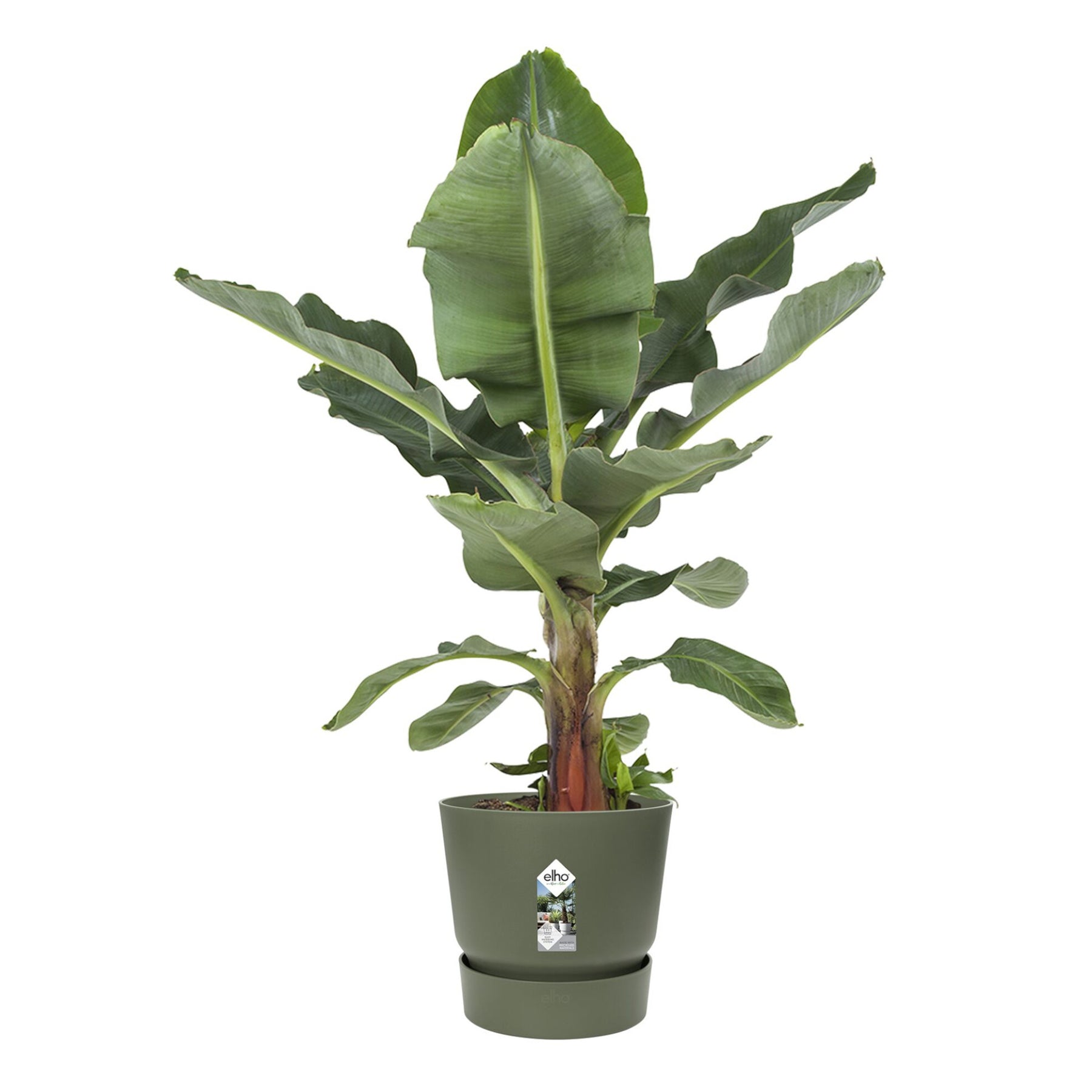 Vente Pot de fleurs Greenville Leaf green ELHO - 