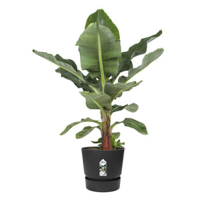  - Pot de fleurs Greenville Living noir ELHO - Cache-pots & Pots