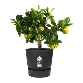 Pot de fleurs Greenville Living noir ELHO -  - Willemse