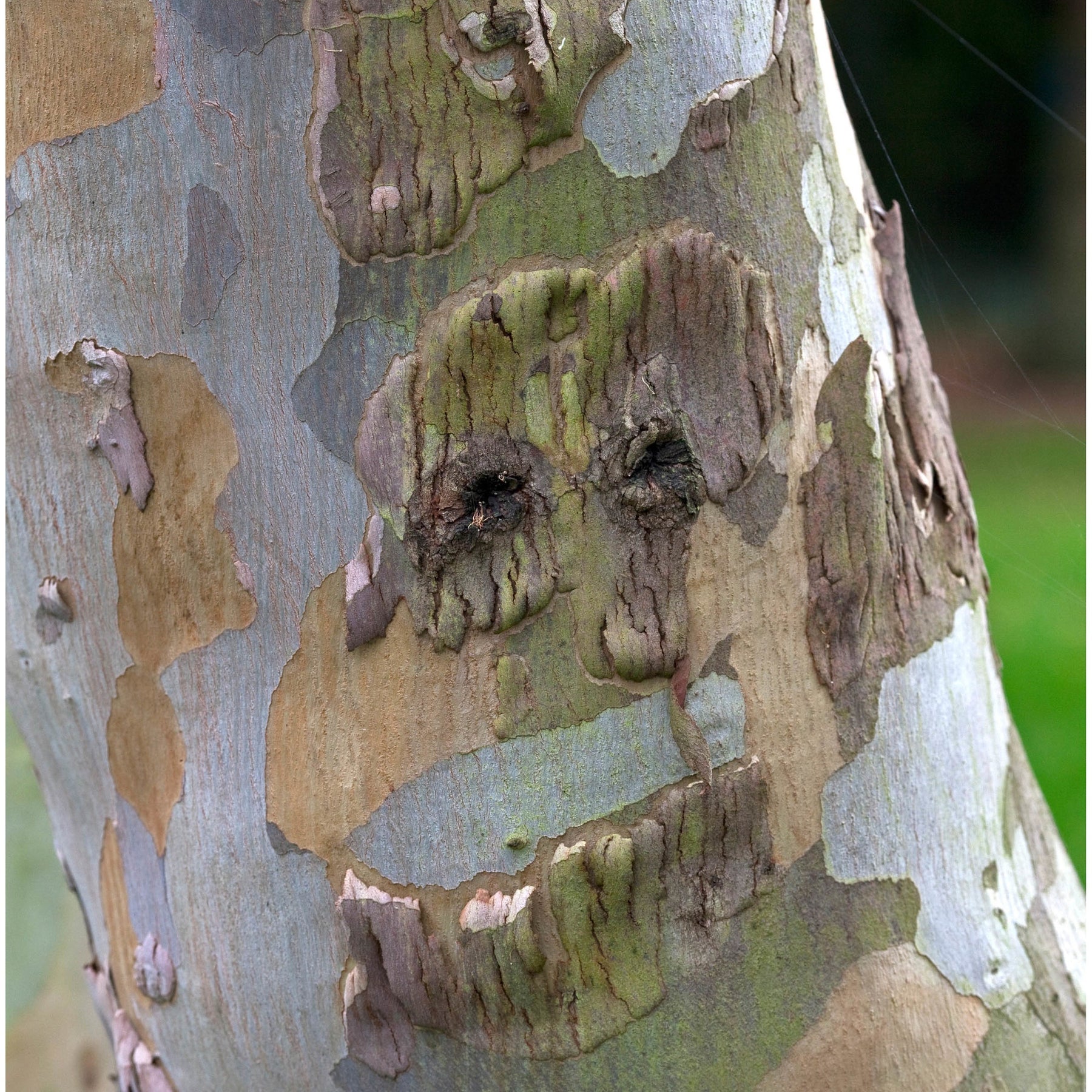 Eucalyptus gunnii - Gommier cidre - Eucalyptus gunnii Silverana