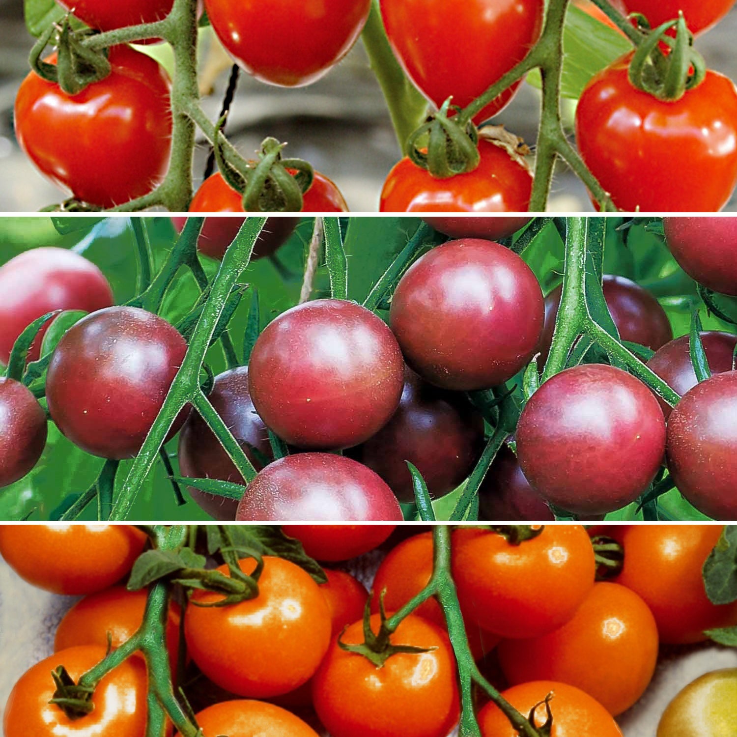 Collection de Tomates cerises