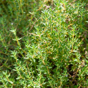 Graines de thym de Provence prêtes à être semées