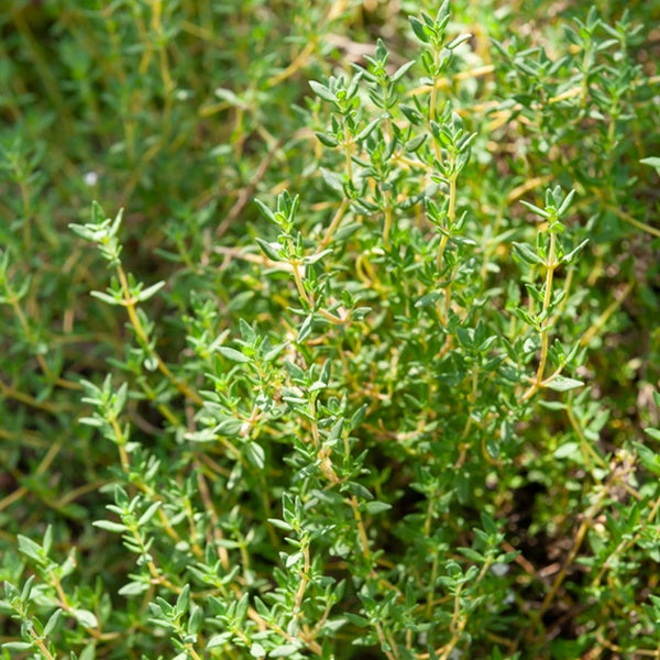 Graines De Thym D'Hiver Vivace - 0,5 Grammes Environ 1700 Graines