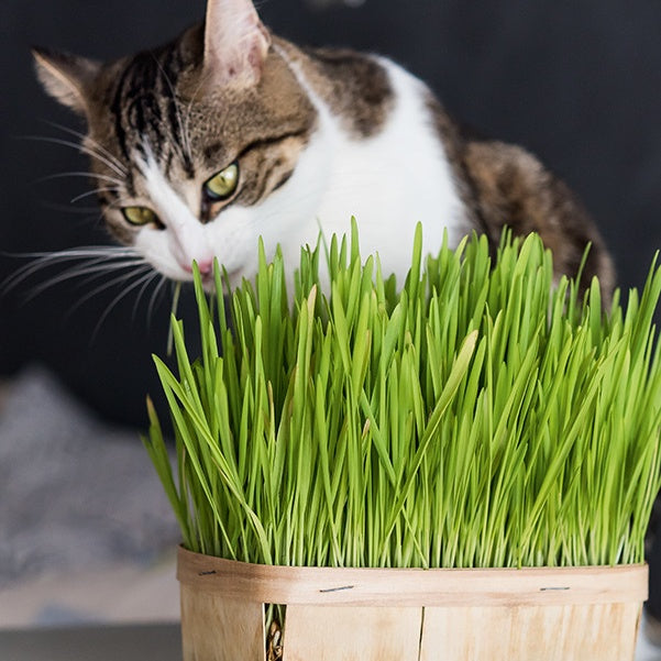 L'herbe à chat - Hordeum vulgare - Potager