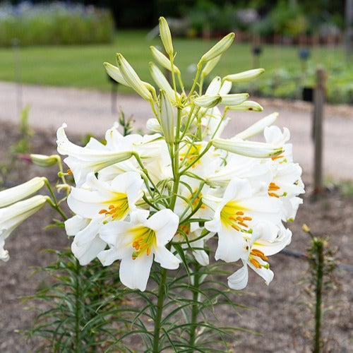 3 Lis royaux blancs - Lilium regale album - Lis - Lys