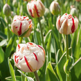 Tulipe à fleur de pivoine Carnaval de Nice