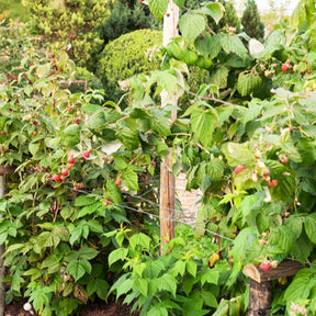 Framboisier remontant Sumo 2 - Rubus idaeus sumo 2 - Fruitiers Arbres et arbustes