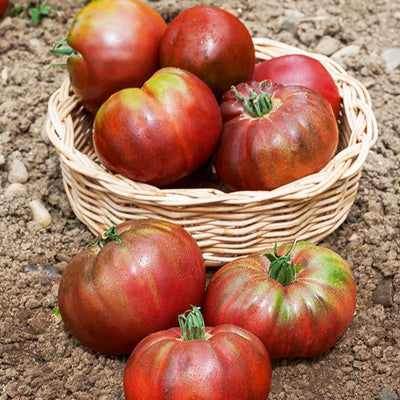 Graines De Tomate Noire De Crimée - Sachet De 50 Graines - Variété Ancienne, Fruit Gros (150-300g), Goût Sucré Et Productif - 3