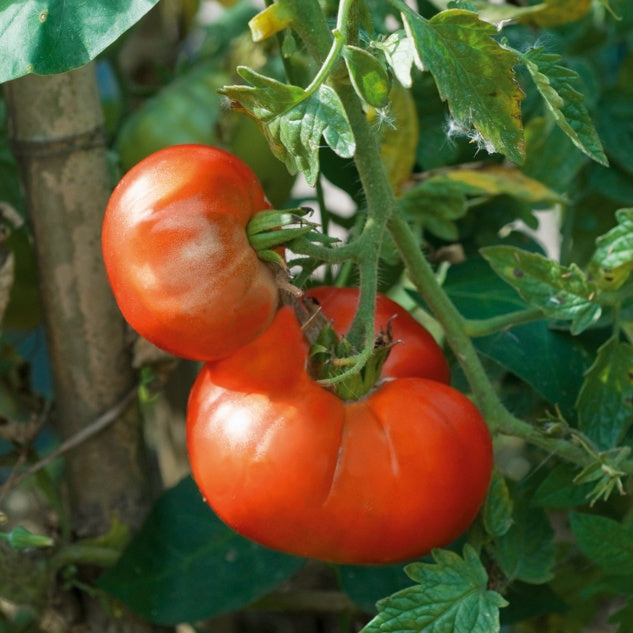 3 Plants de Tomate Marmande - Solanum lycopersicum marmande - Potager