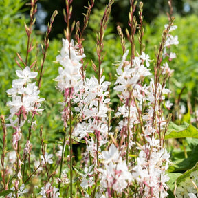 Gaura - Gaura blanche - Gaura lindheimeri Whirling Butterflies