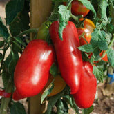 3 Plants de Tomate Andine cornue - Solanum lycopercicum andine cornue - Potager