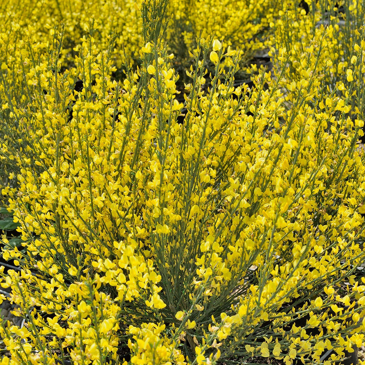 Genêt jaune - Cytisus praecox allgold - Plantes