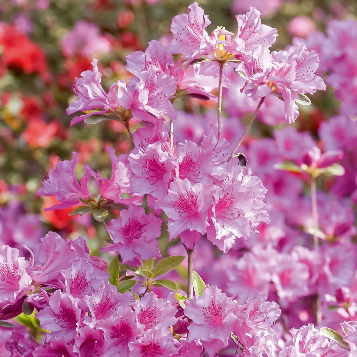 Azalée Rose Ruffels Azalée du Japon rose - Azalea japonica pink