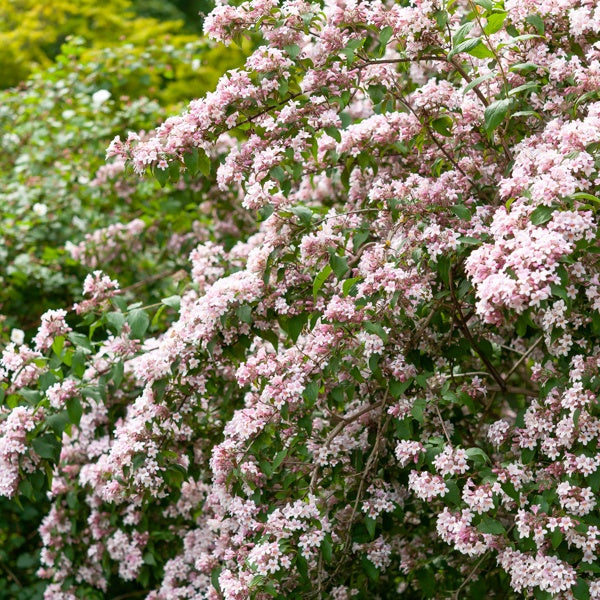 Buisson de beauté Pink Cloud - Kolkwitzia amabilis Pink Cloud - Arbustes