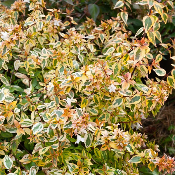 Abélia grandiflora Kaleidoscope® - Abelia grandiflora 'kaleidoscope' (r) - Plantes