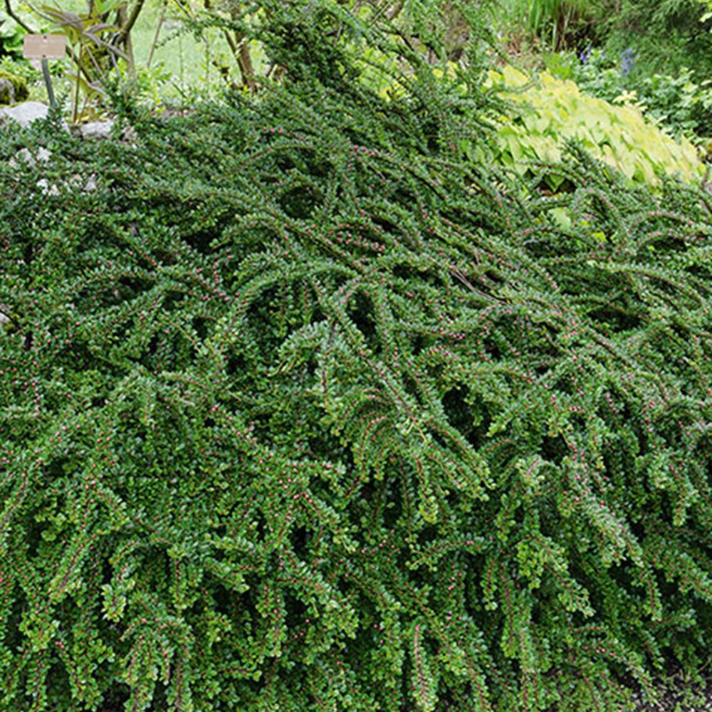 Cotoneaster rampant - Cotoneaster horizontalis - Plantes