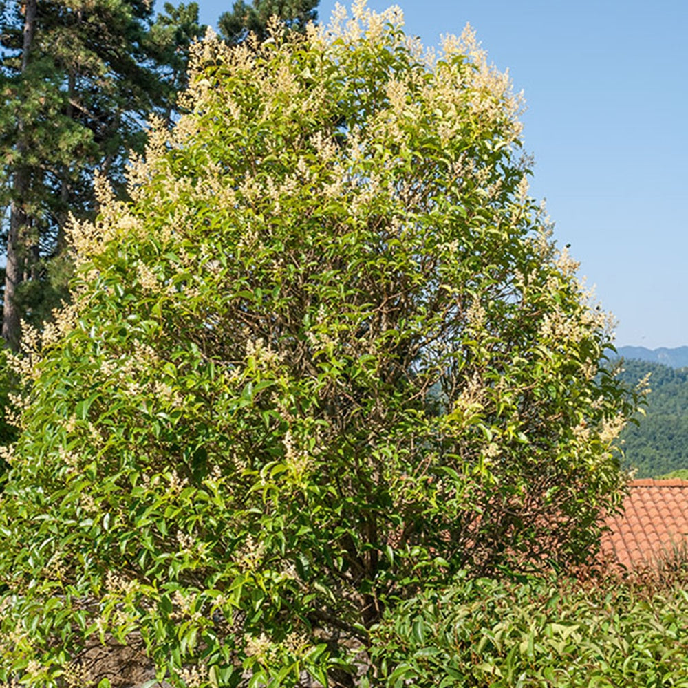 Troène commun - Ligustrum vulgare - Plantes