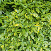 Aucuba du Japon Variegata - Aucuba japonica variegata - Plantes