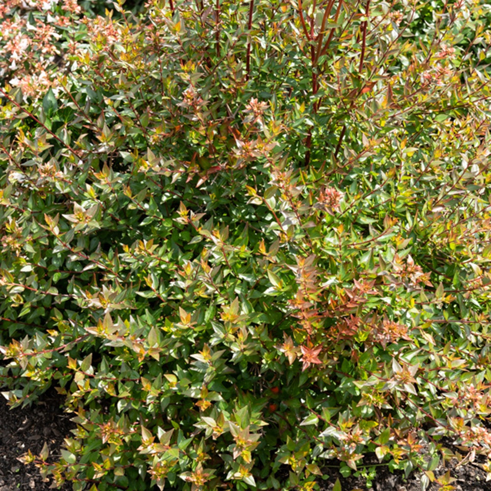 Abélia à grandes fleurs Sherwood - Abelia grandiflora 'sherwood' - Plantes