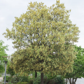 Chêne vert - Quercus ilex - Plantes
