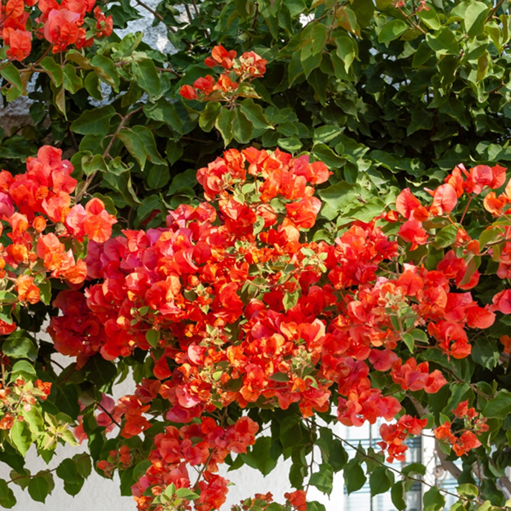 Bougainvilliers en pot ou en faade ensoleille | Willemse